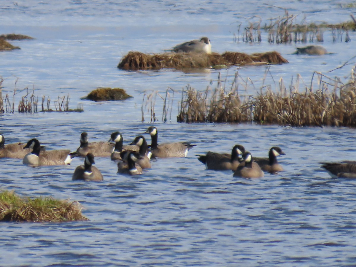 Cackling Goose (minima) - ML635498672