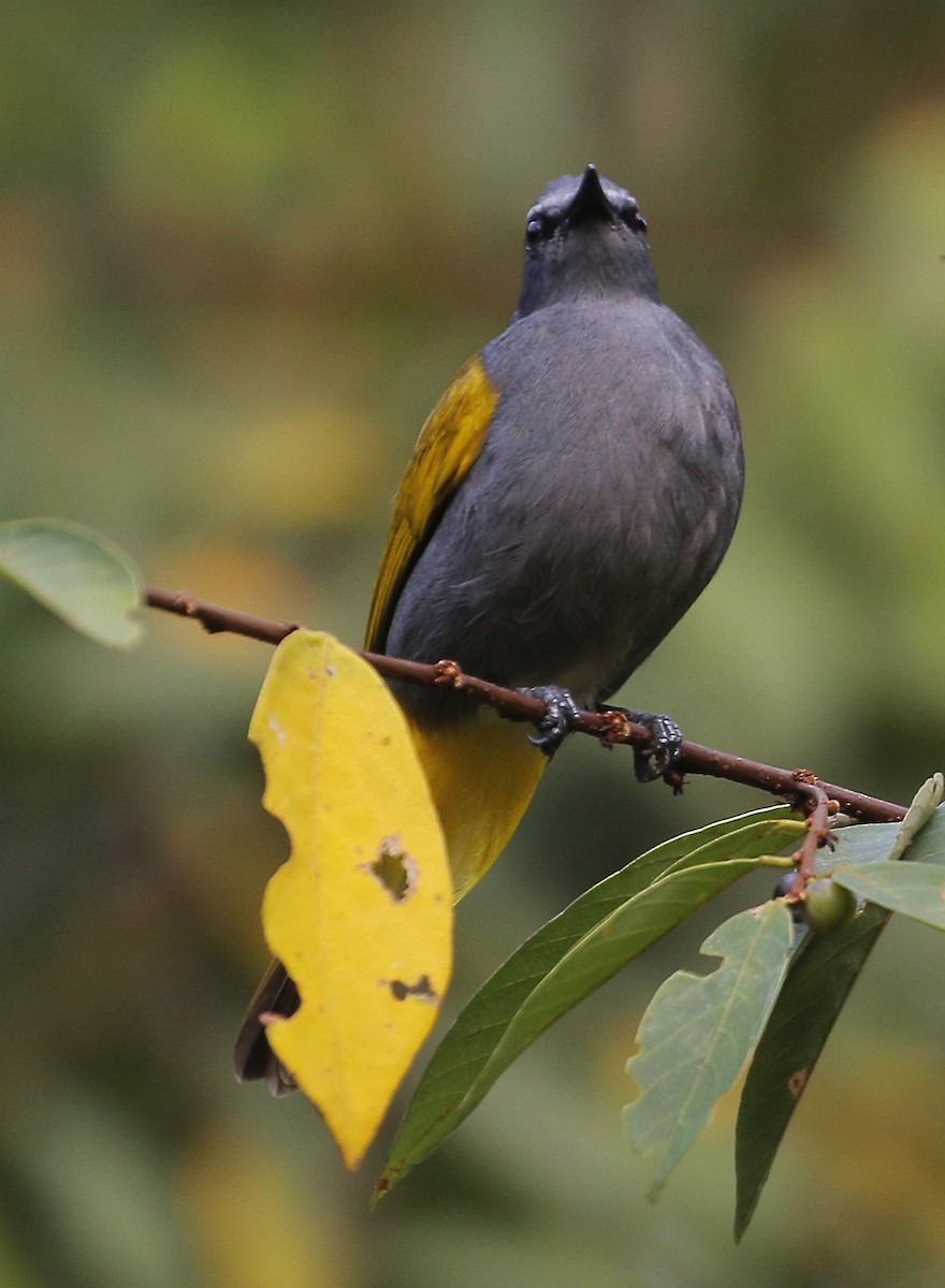 Gray-bellied Bulbul - ML635498673