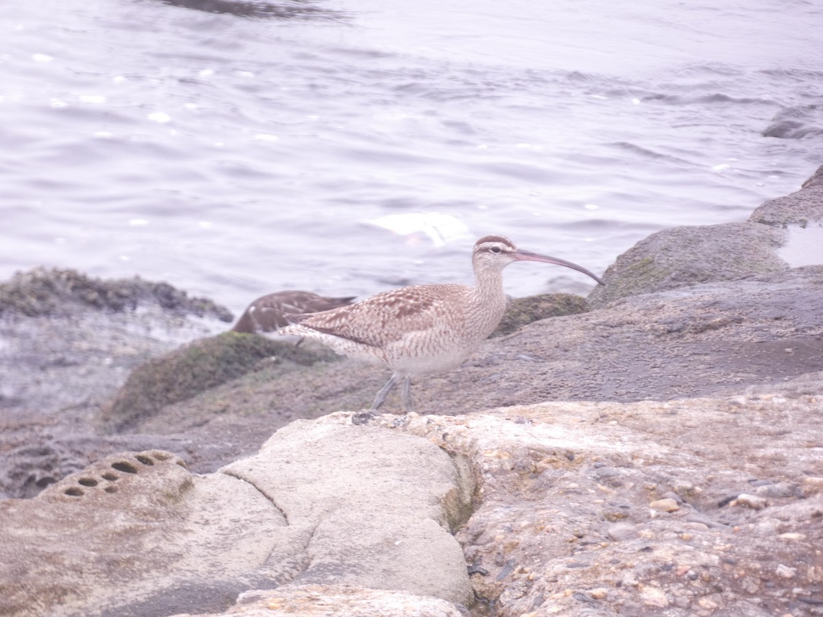 Whimbrel - ML635498692