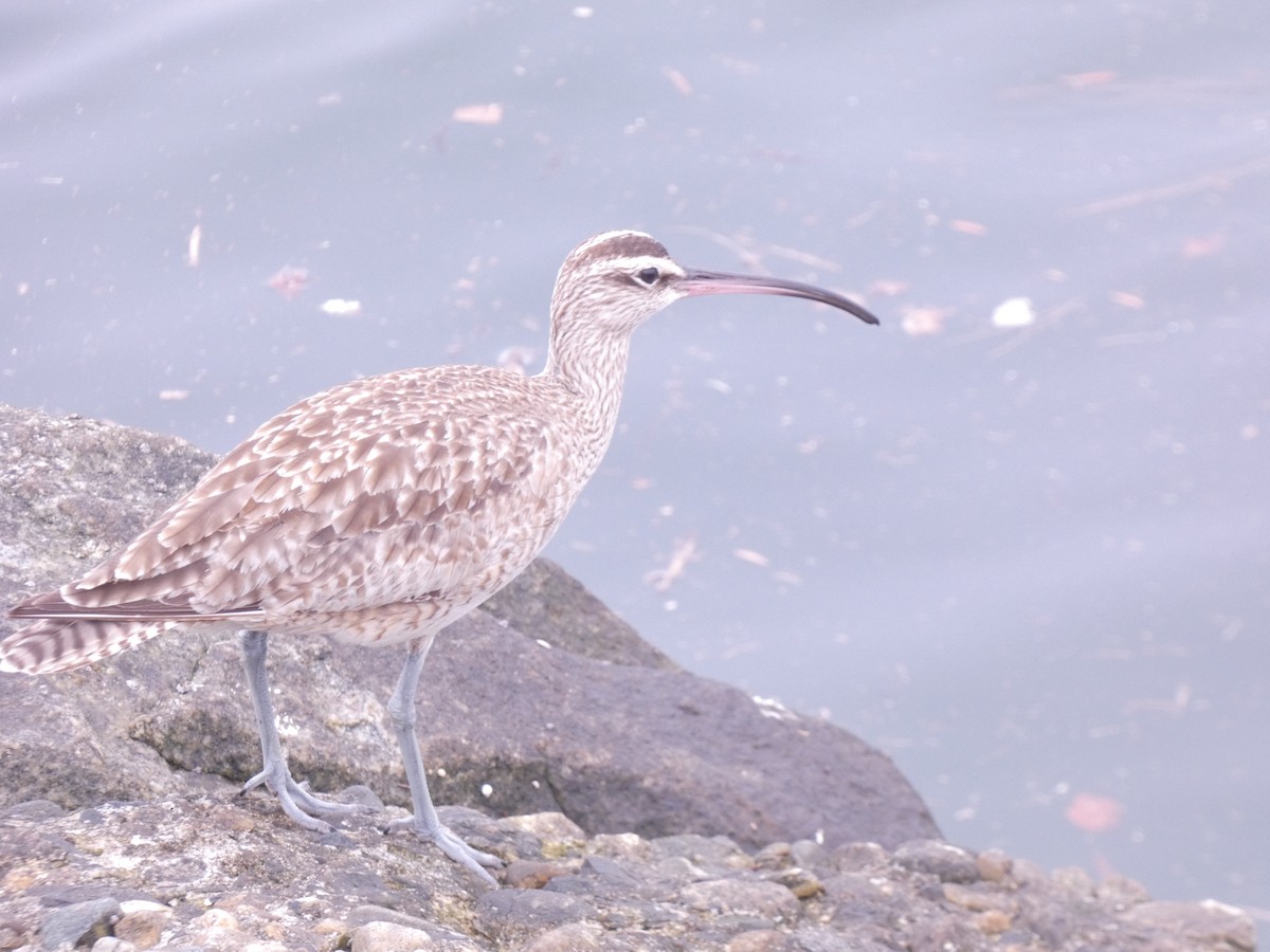 Whimbrel - ML635498693