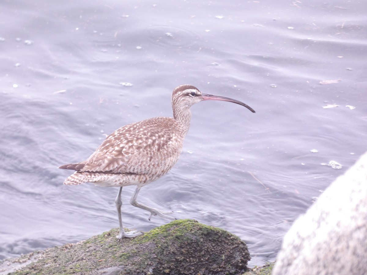Whimbrel - ML635498694