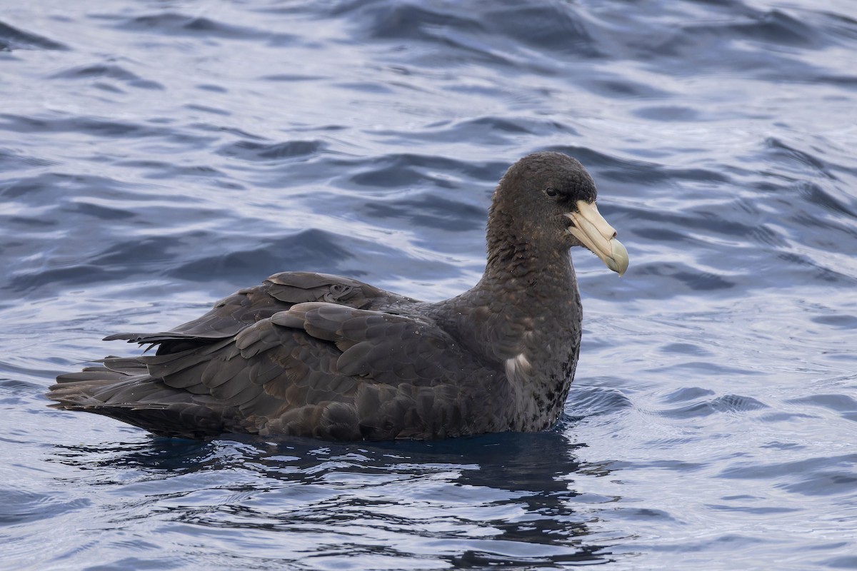 Southern Giant-Petrel - ML635498741