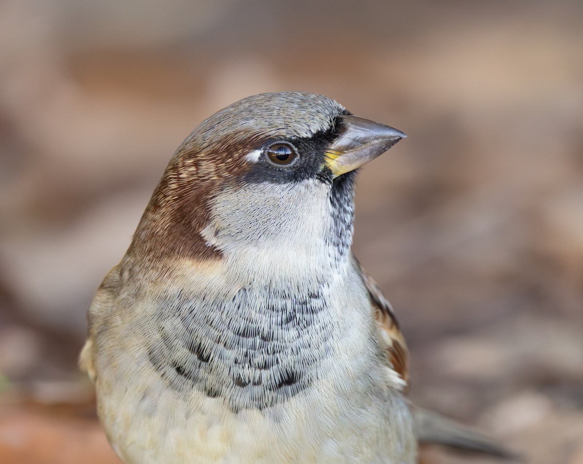 Moineau domestique - ML635498824