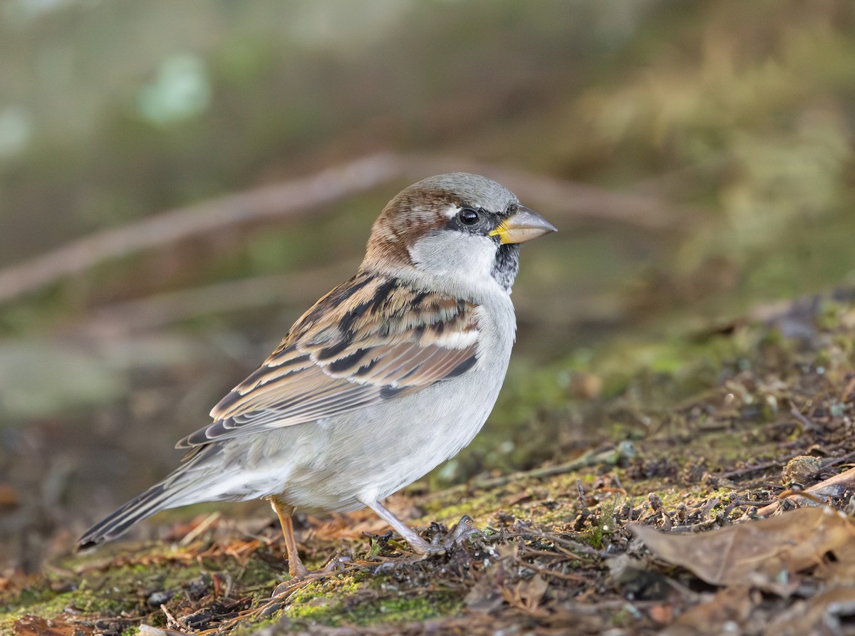 Moineau domestique - ML635498826