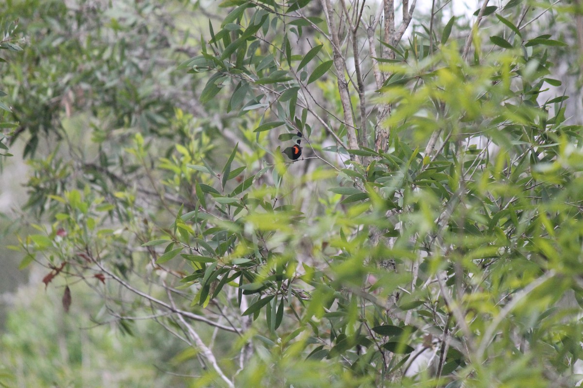 Red-backed Fairywren - ML635498890