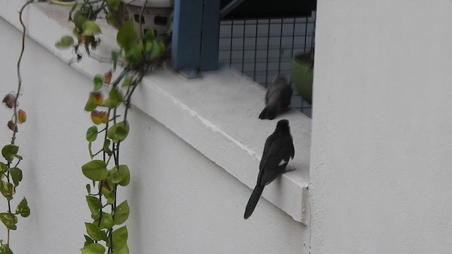 Pied Cuckoo - ML635498931