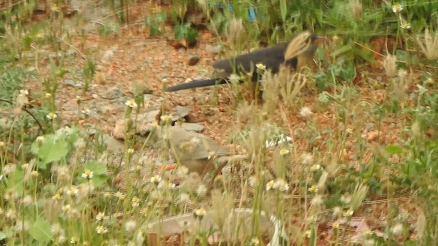 Pied Cuckoo - ML635498932