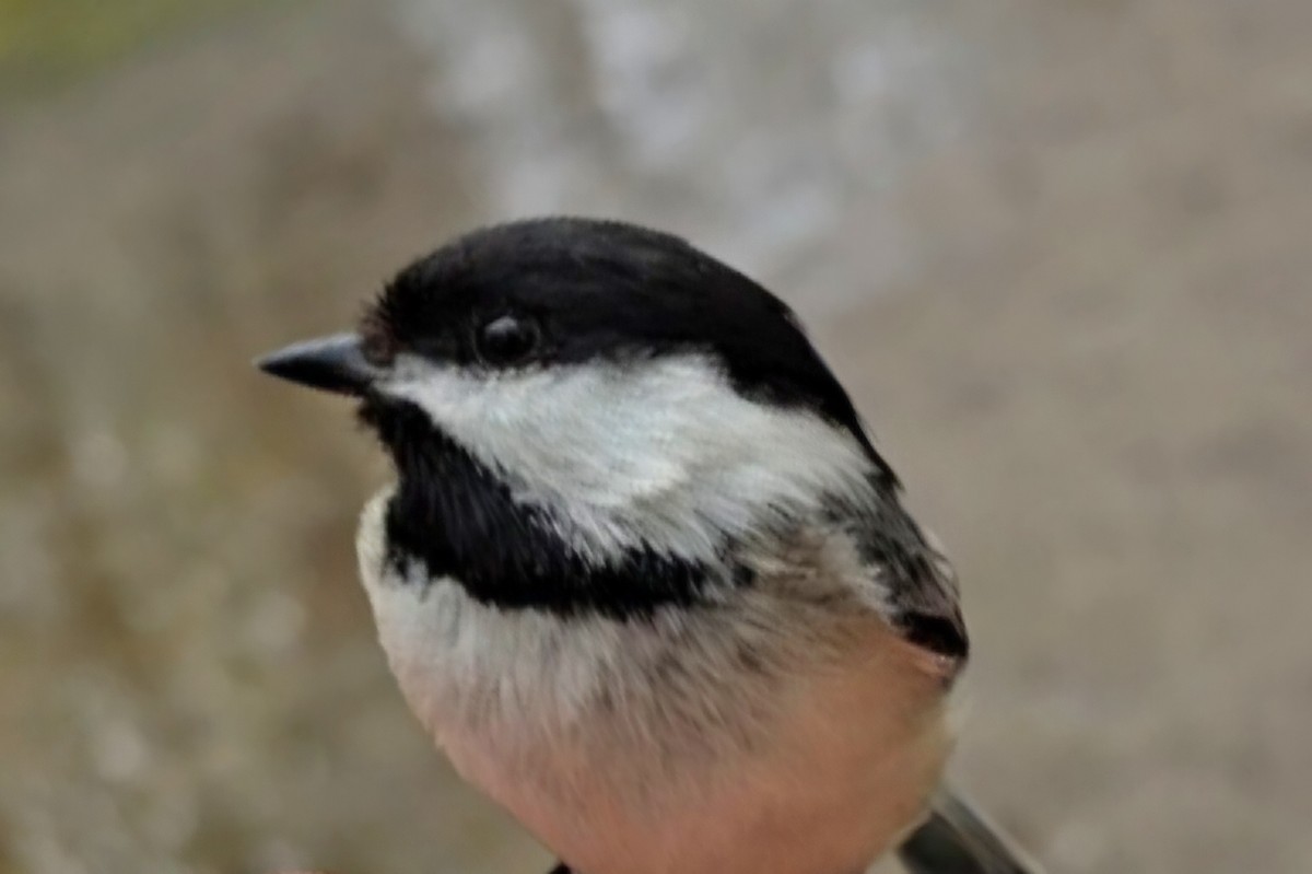 Mésange à tête noire - ML635498952