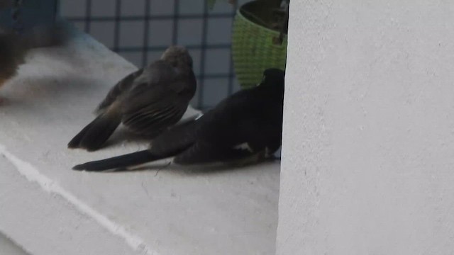 Pied Cuckoo - ML635498970