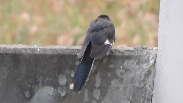 Pied Cuckoo - ML635498972