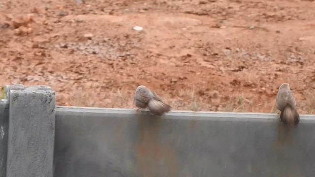 Yellow-billed Babbler - ML635498992