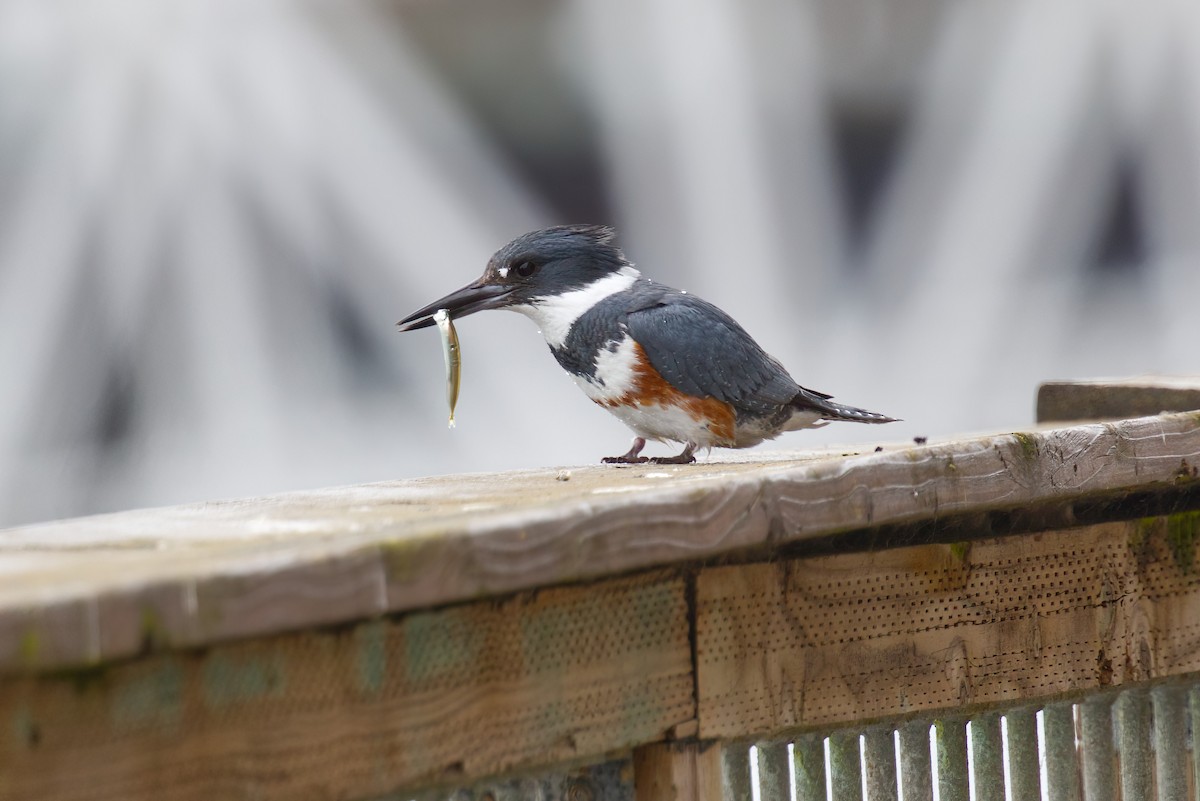 Belted Kingfisher - ML635499053