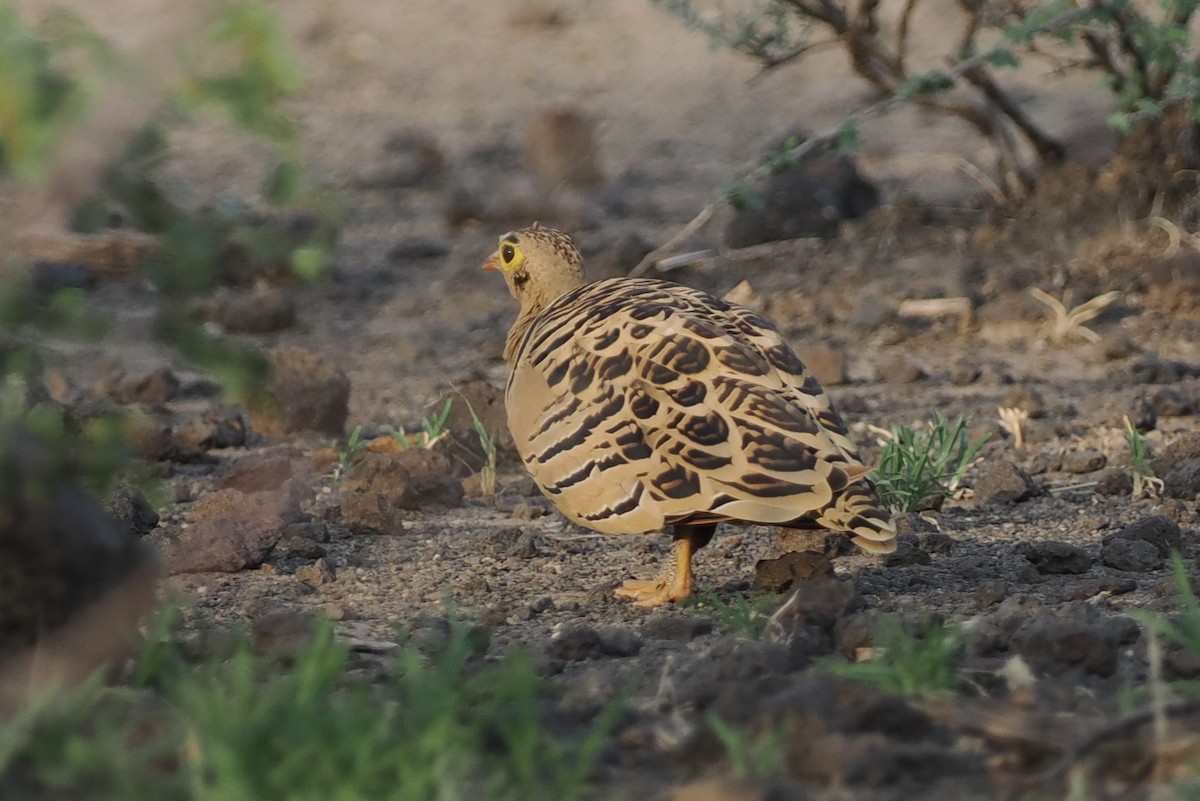 Four-banded Sandgrouse - ML635499095