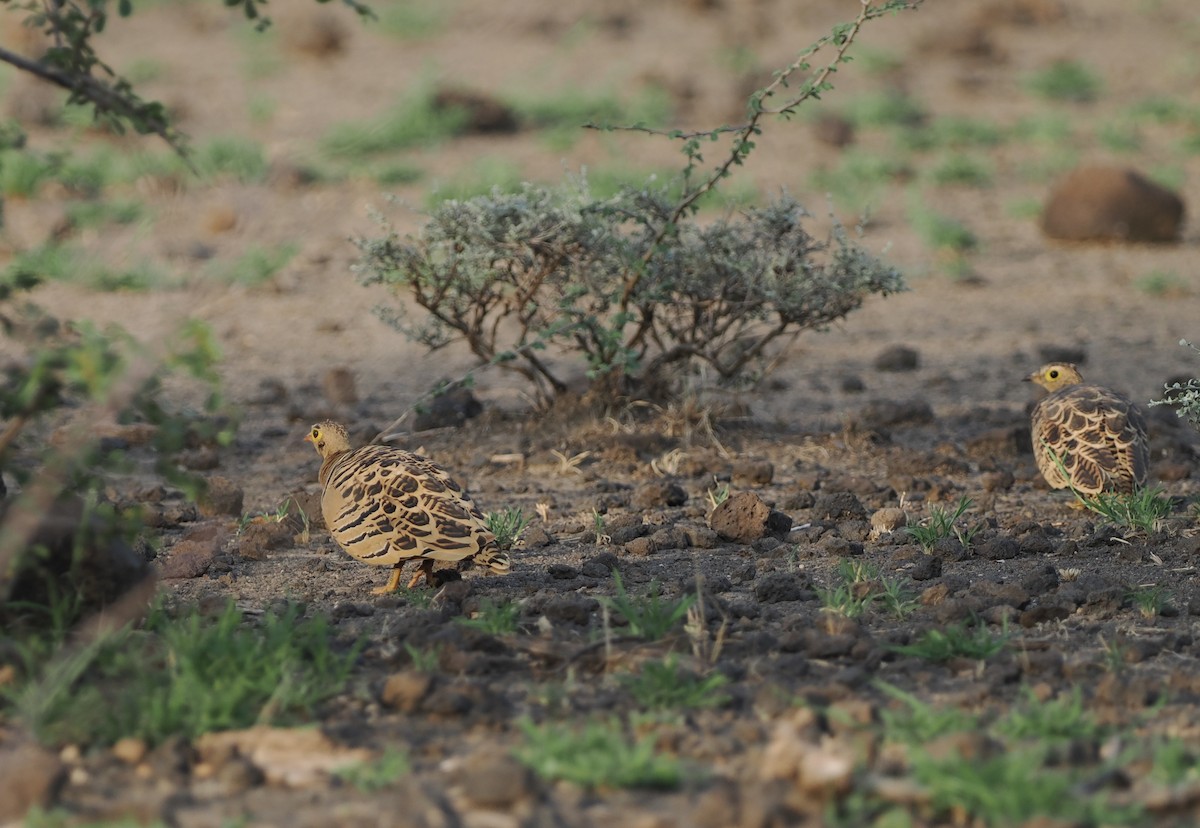Four-banded Sandgrouse - ML635499096
