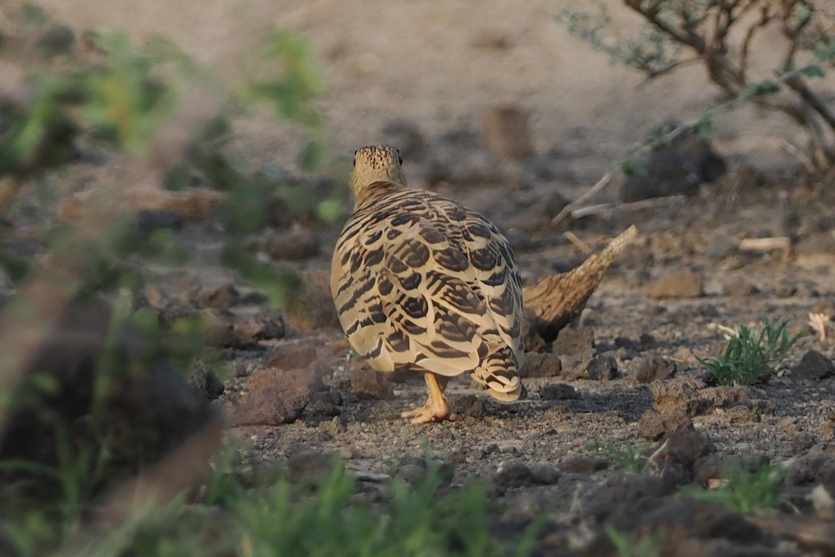 Four-banded Sandgrouse - ML635499126
