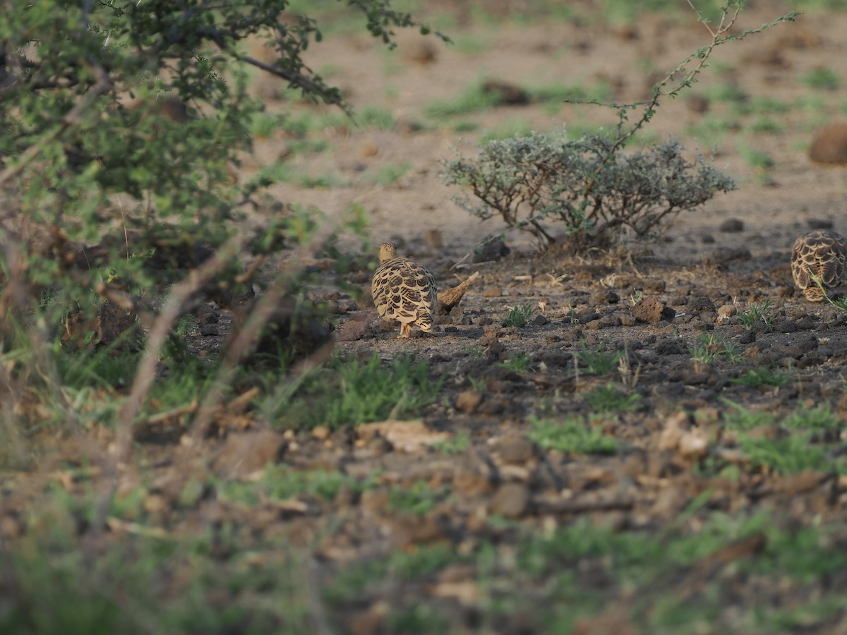Four-banded Sandgrouse - ML635499127