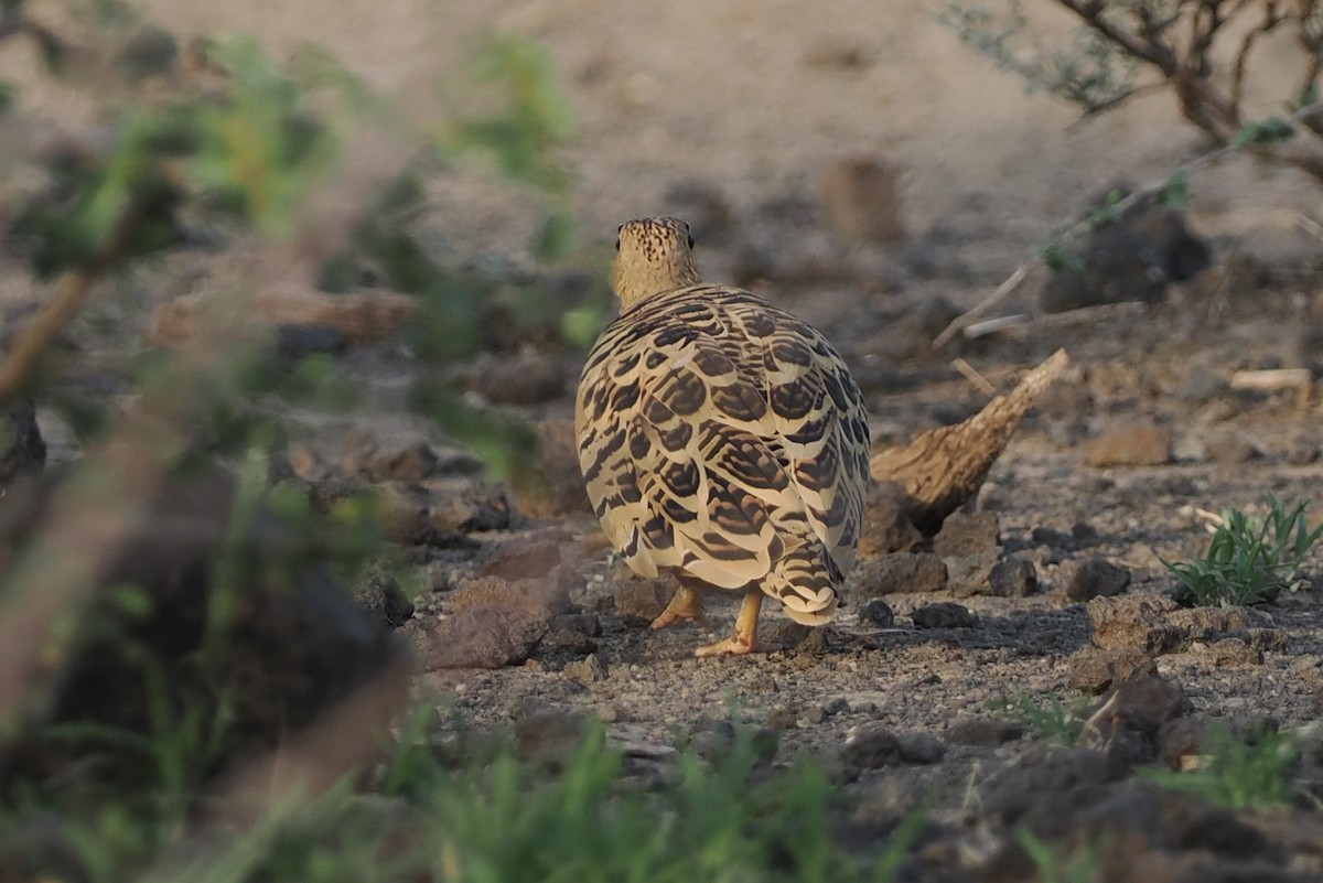 Four-banded Sandgrouse - ML635499133