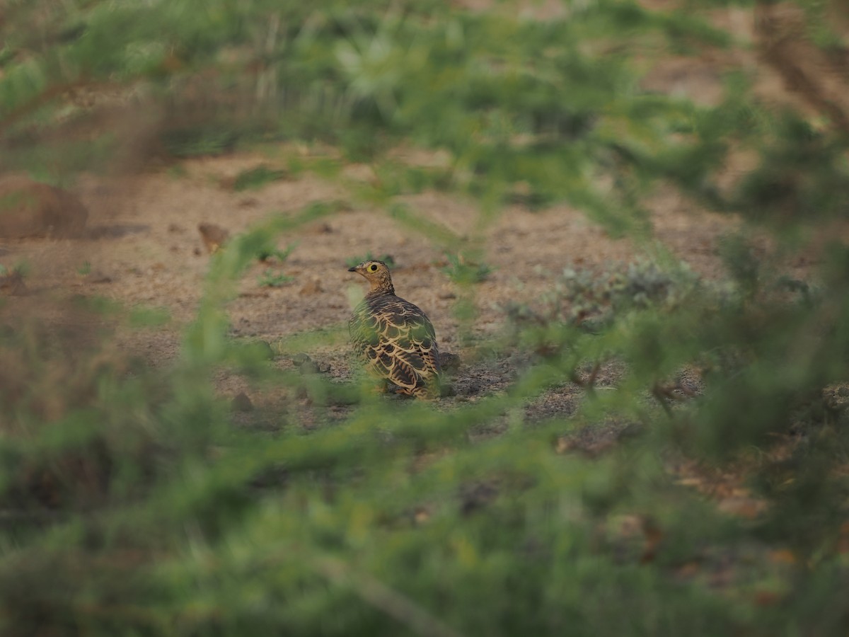 Four-banded Sandgrouse - ML635499144