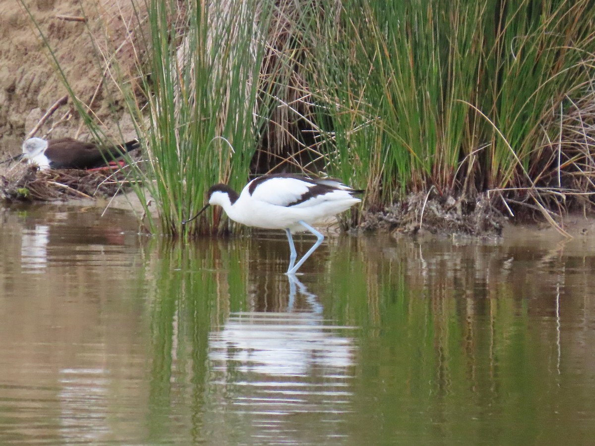Pied Avocet - ML635499148