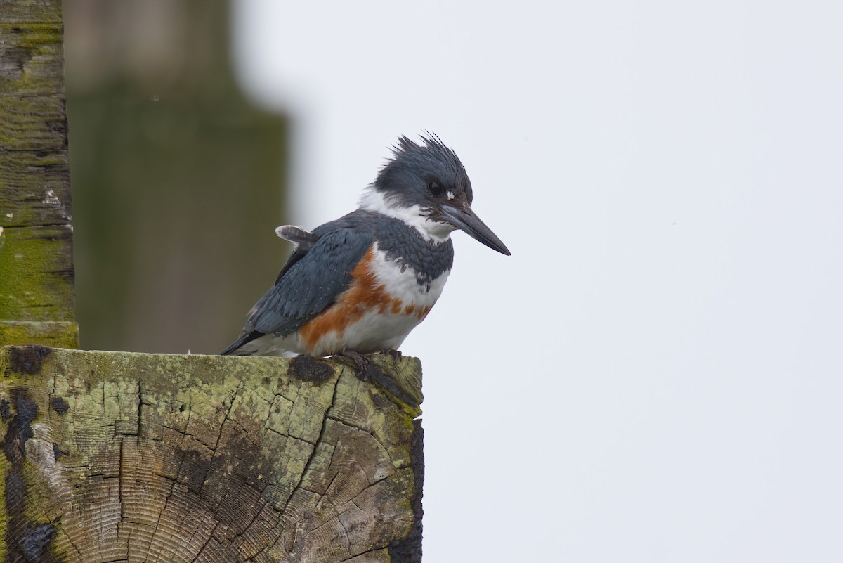 Belted Kingfisher - ML635499157