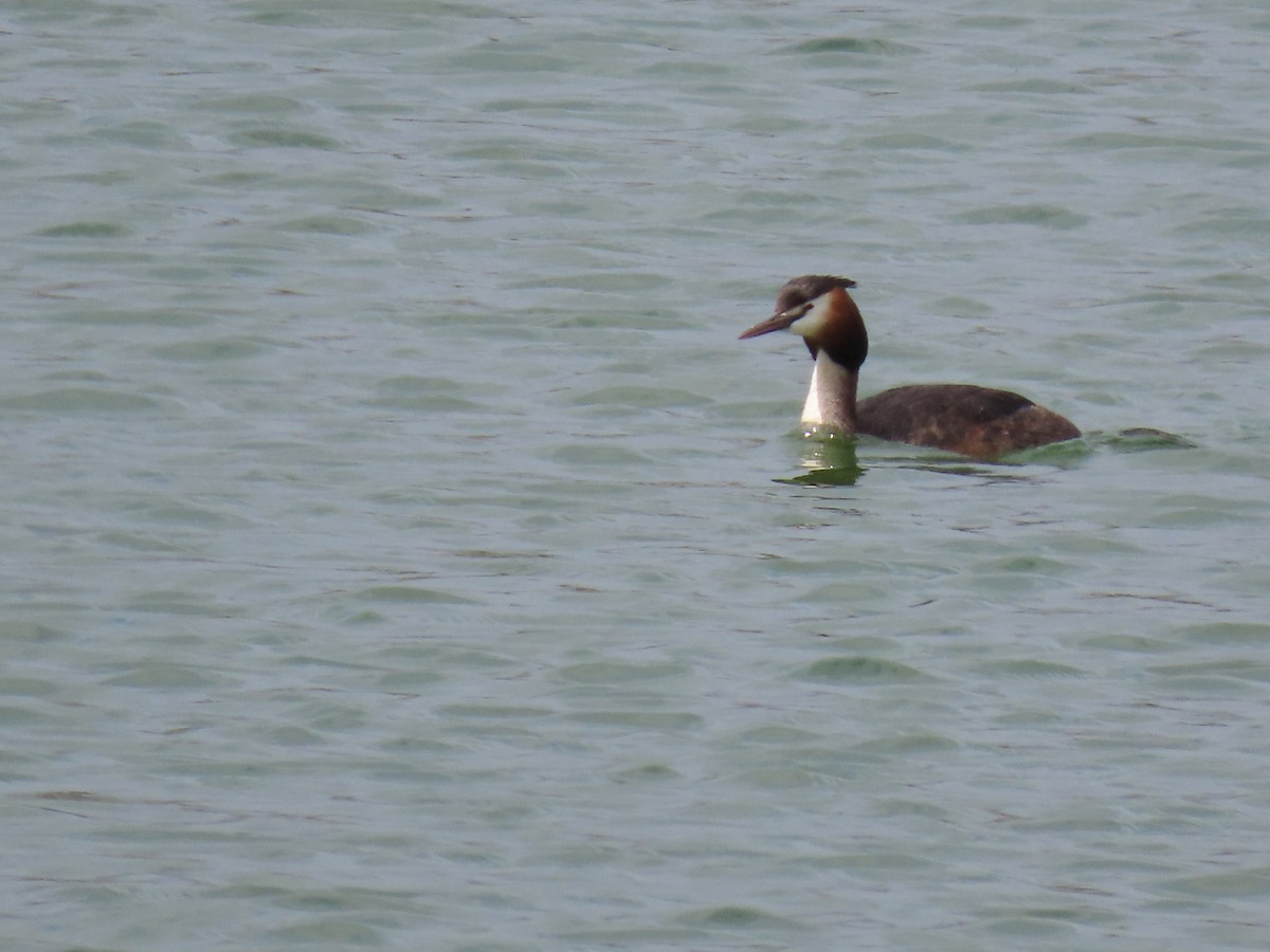 Great Crested Grebe - ML635499176