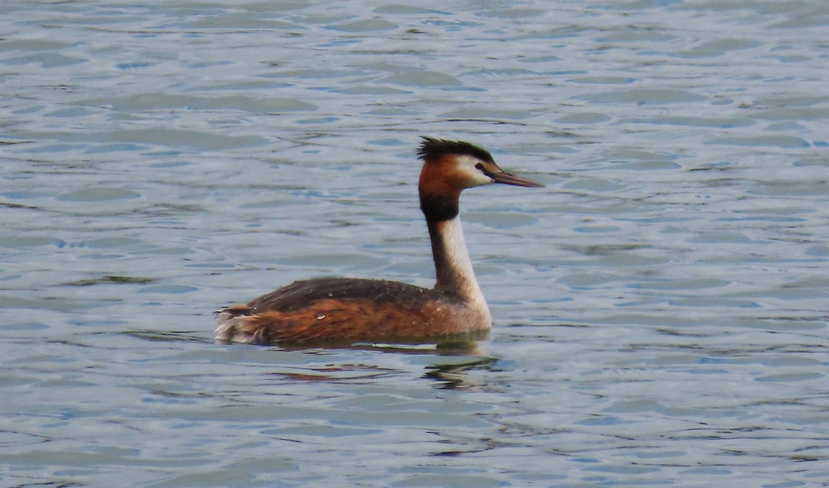 Great Crested Grebe - ML635499178