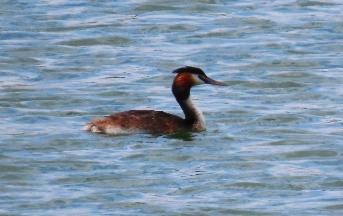 Great Crested Grebe - ML635499180