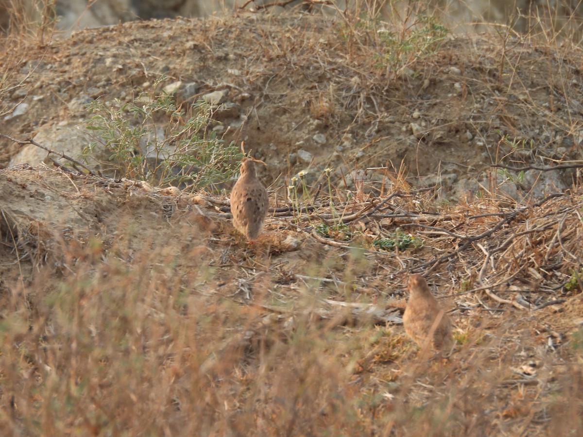 Madraswachtel - ML635499199