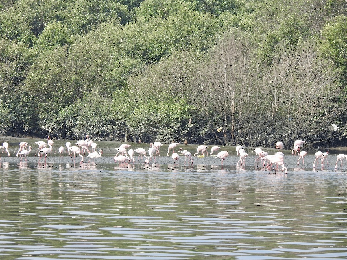 Flamingo - ML635499284