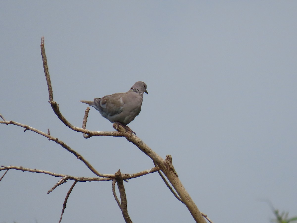 灰斑鳩 - ML635499297