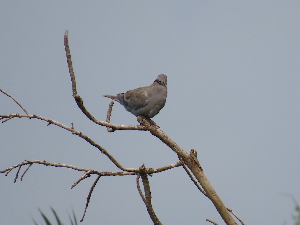 Eurasian Collared-Dove - ML635499298