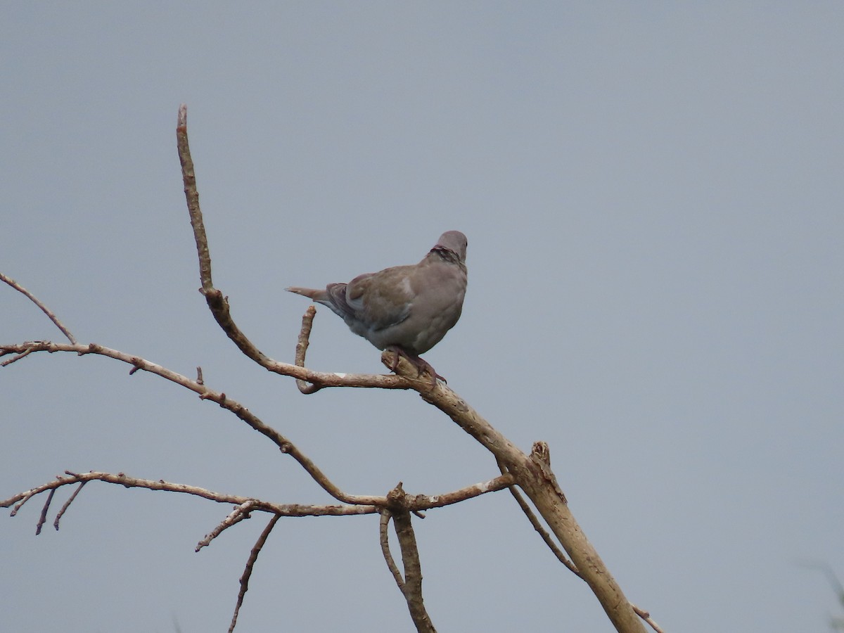 灰斑鳩 - ML635499299