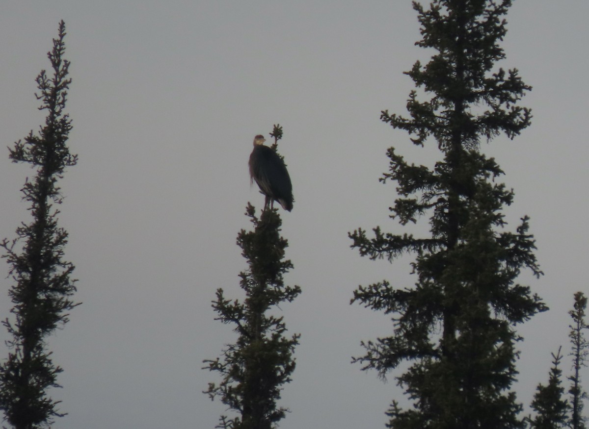 Great Blue Heron - ML635499325