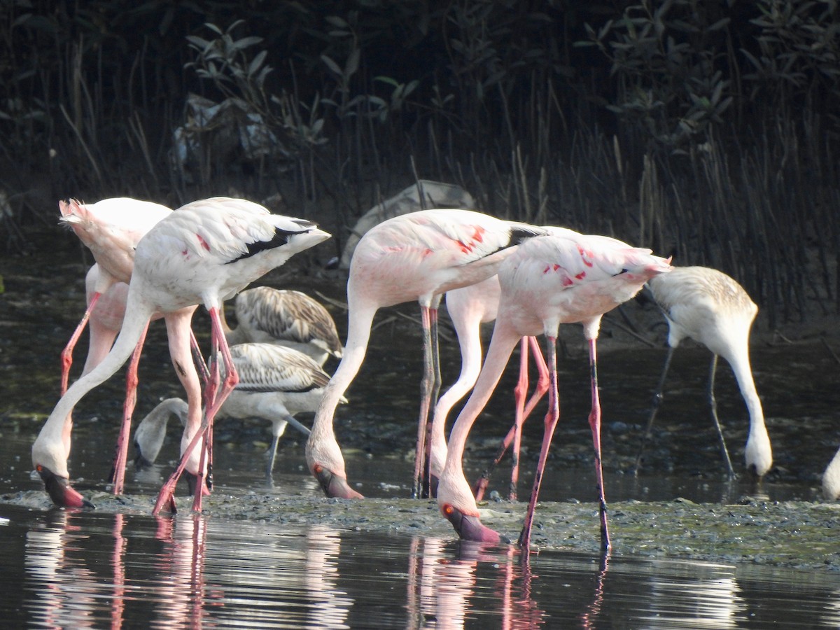 Küçük Flamingo - ML635499326