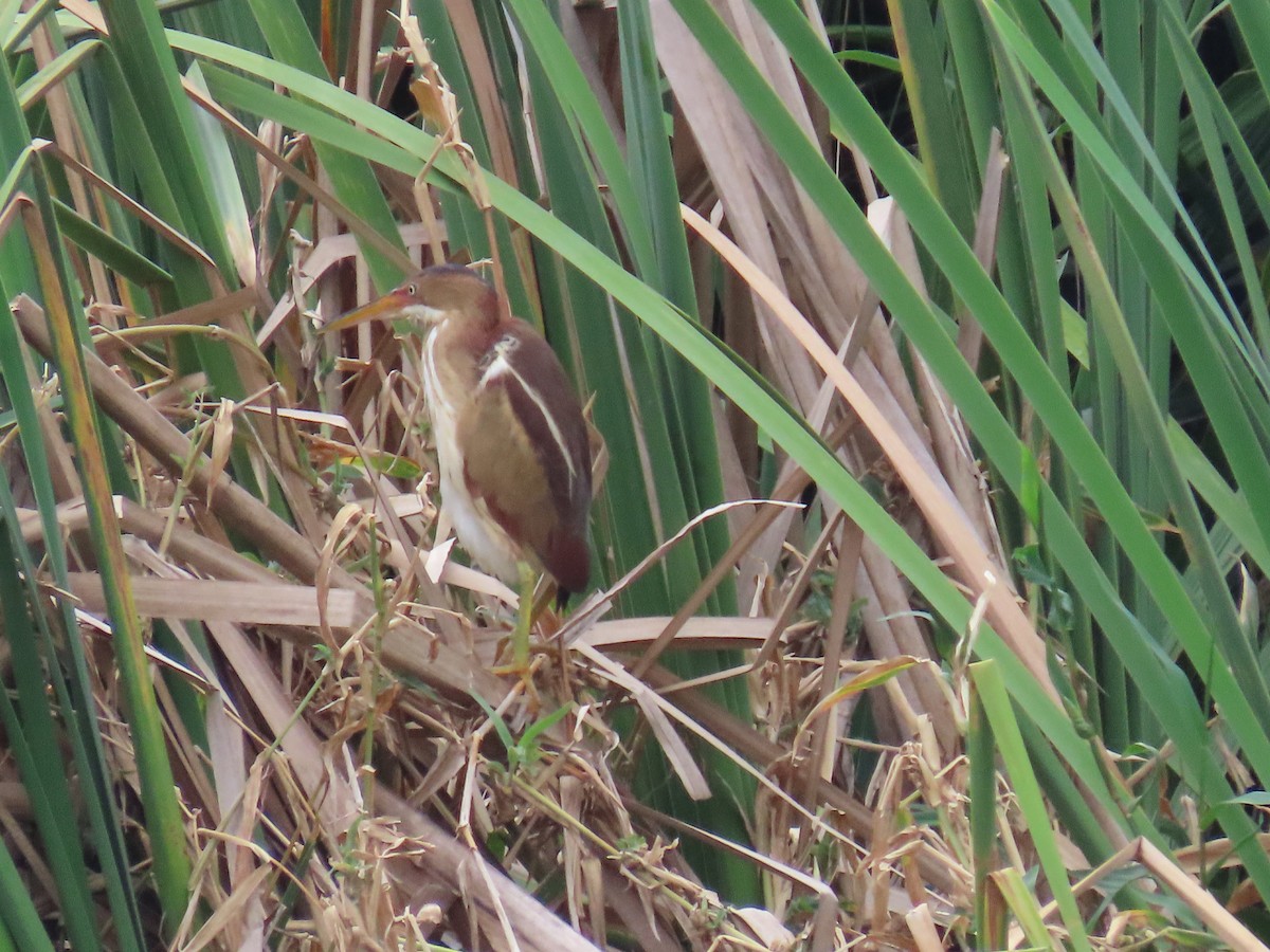 Least Bittern - ML635499327
