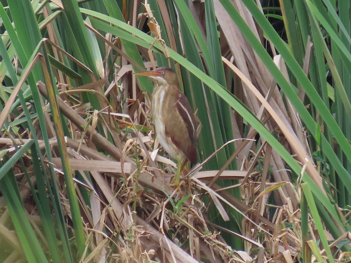 Least Bittern - ML635499328