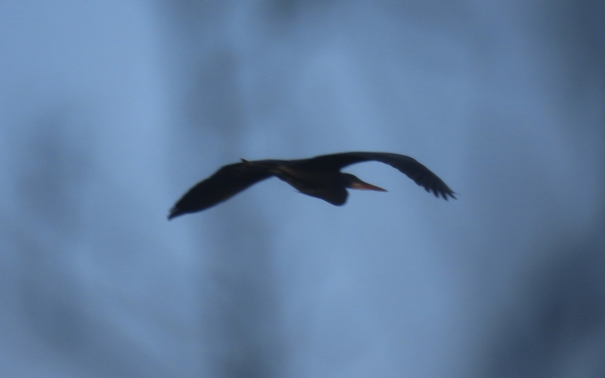 Great Blue Heron - ML635499341