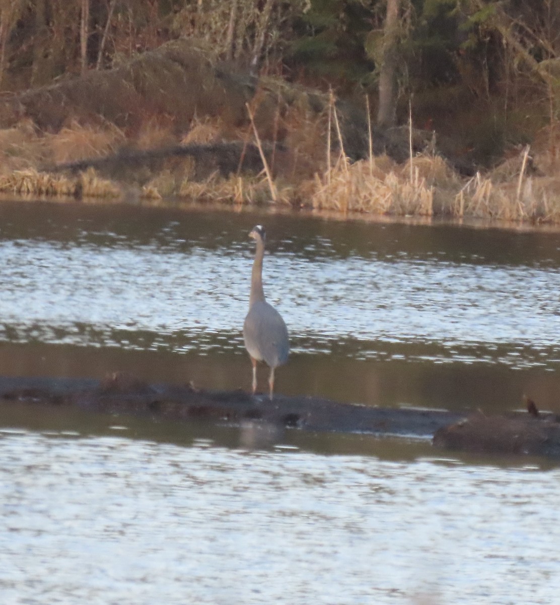 Great Blue Heron - ML635499350