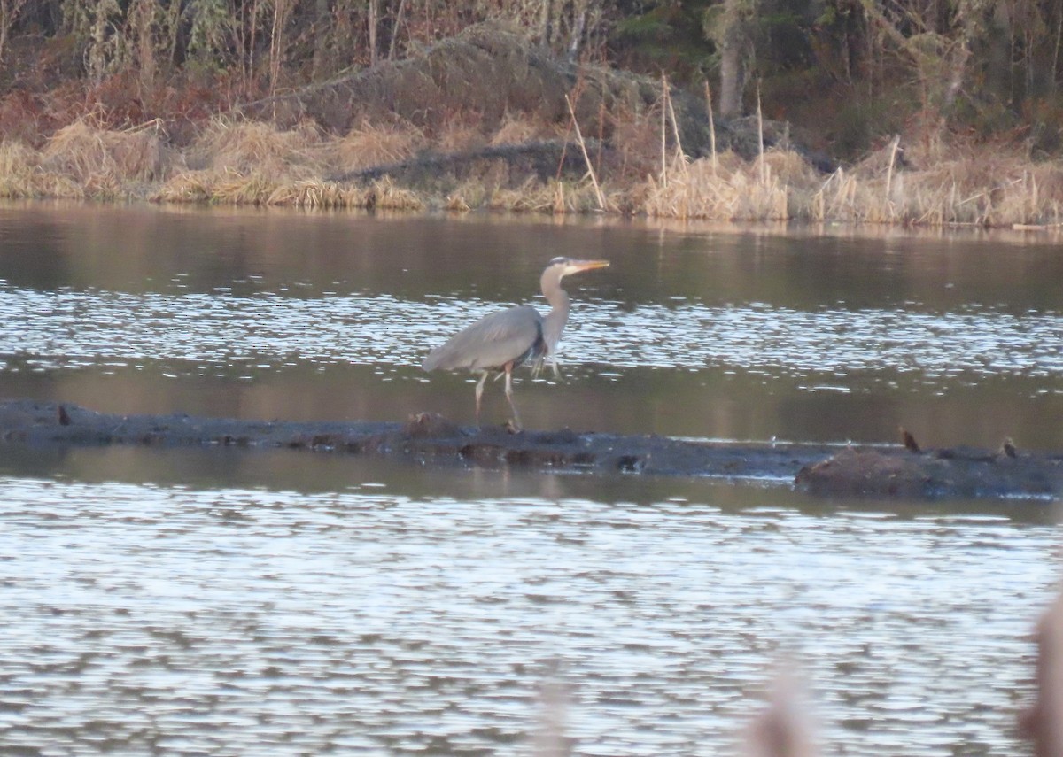 Great Blue Heron - ML635499359
