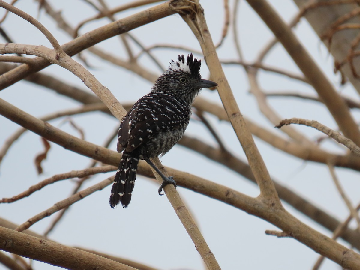 Barred Antshrike - ML635499365