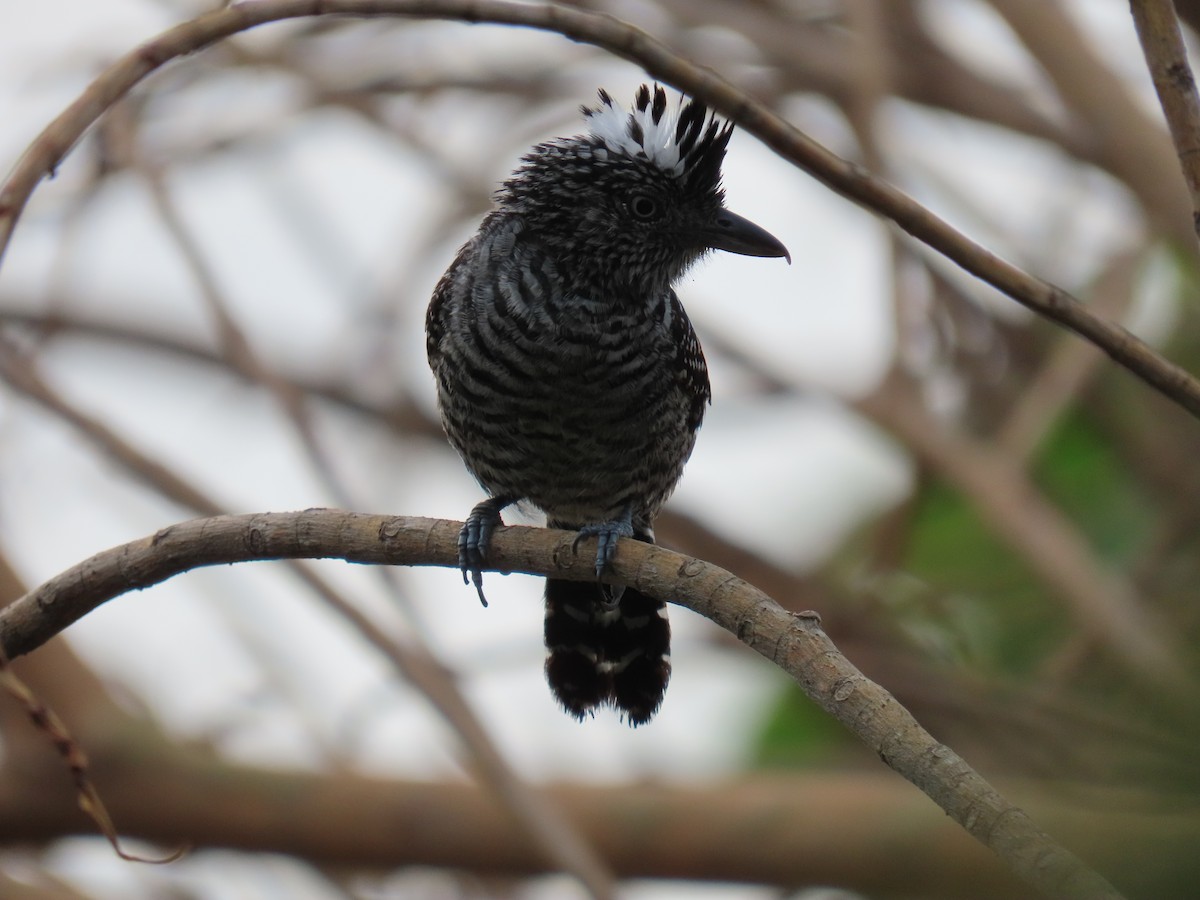 Barred Antshrike - ML635499366