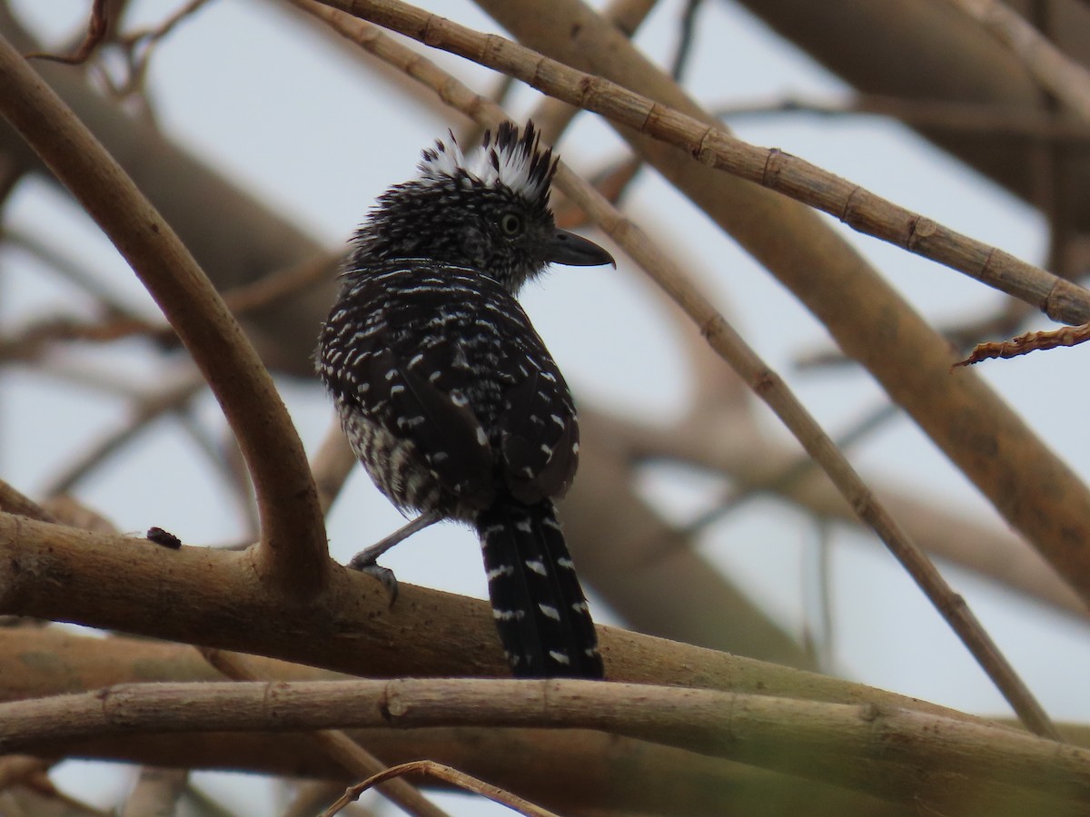 Barred Antshrike - ML635499367