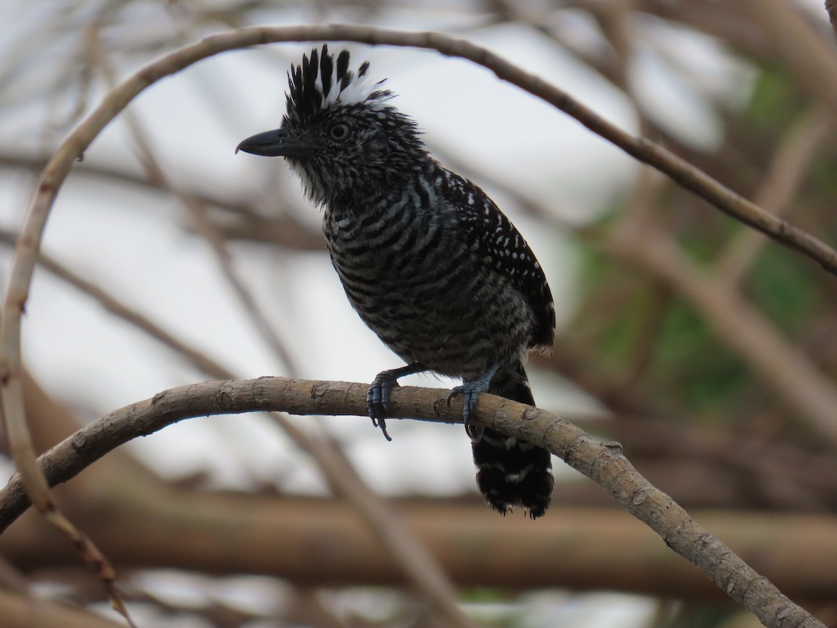 Barred Antshrike - ML635499369