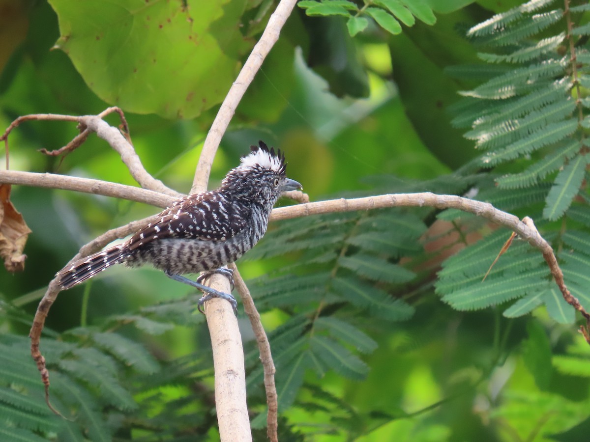 Barred Antshrike - ML635499370