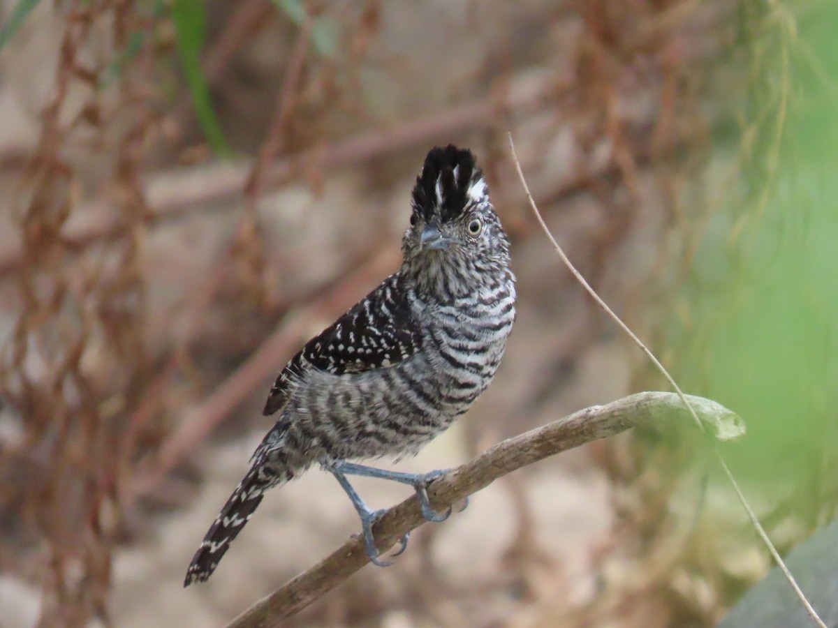 Barred Antshrike - ML635499372