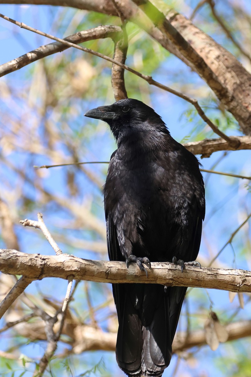 American Crow - ML635499399