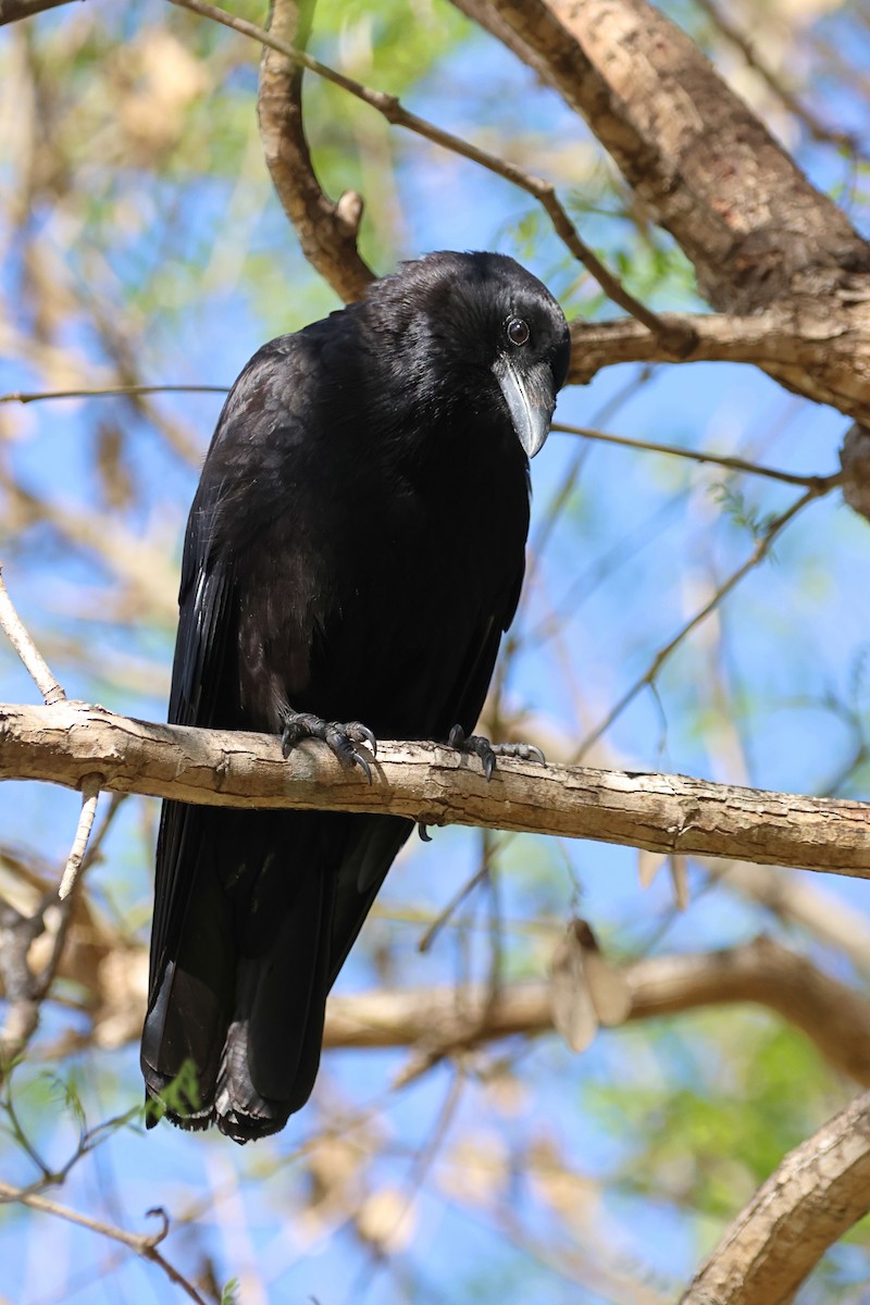 American Crow - ML635499400
