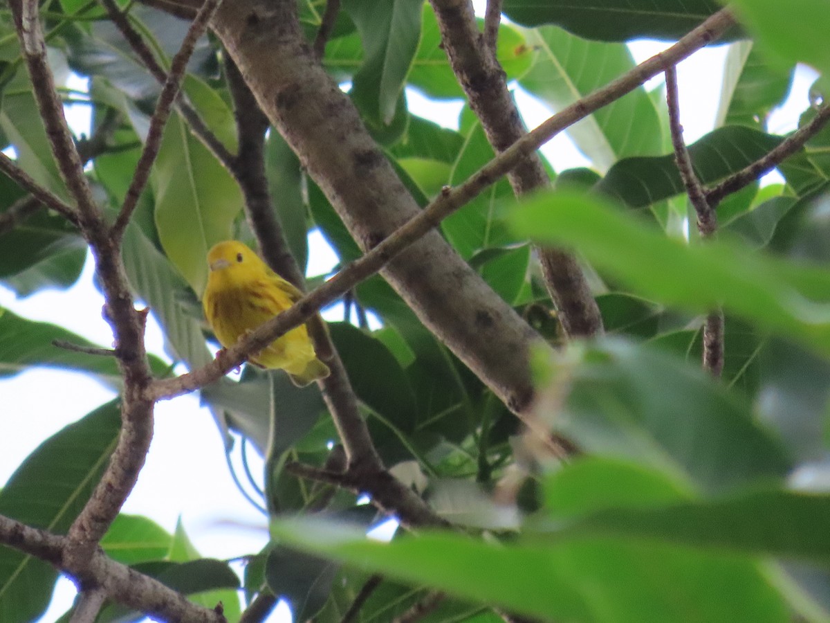 Northern/Mangrove Yellow Warbler - ML635499403