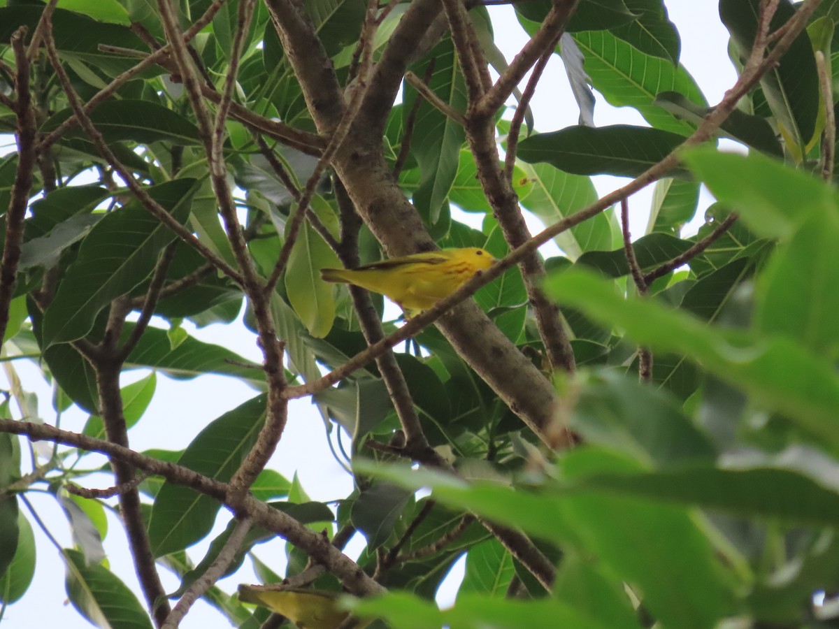 Northern/Mangrove Yellow Warbler - ML635499404