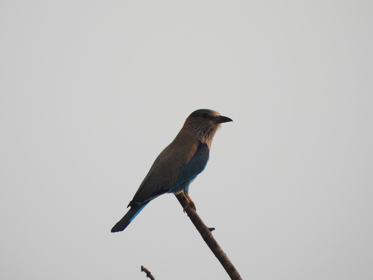 Indian Roller - ML635499411